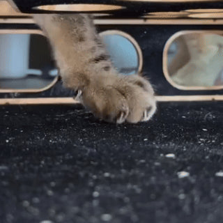 Interactive Cat Nail Filing Puzzle Box